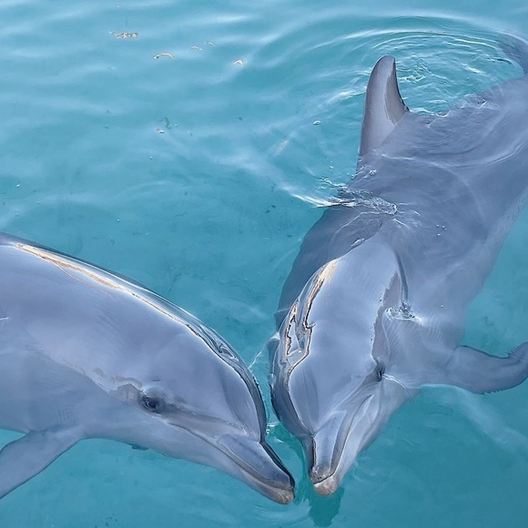 Meet your Posher, Addie - Picture 1 of 1